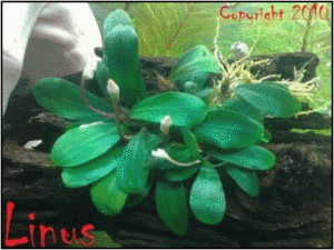 Bucephalandra Motleyana Schott