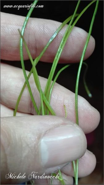 Lilaeopsis mauritiana3