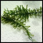 Vesicularia montagnei (Christmas Moss) copia