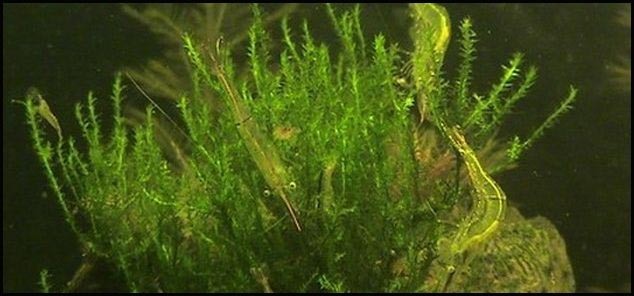 Vesicularia reticulata (Erect Moss) copia