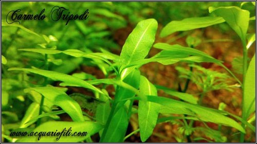 higrophyla polisperma green