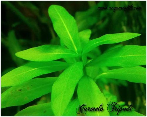 higrophyla polisperma green2