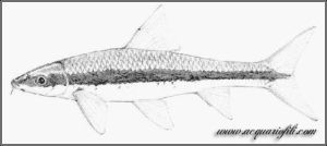 Crossocheilus oblongus 1