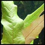 Barclaya longifolia copia