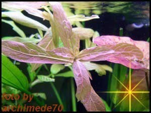 Hygrophyla polisperma rosanervig