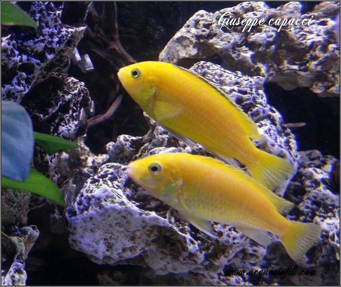 Trio di labidochromis caeruleus