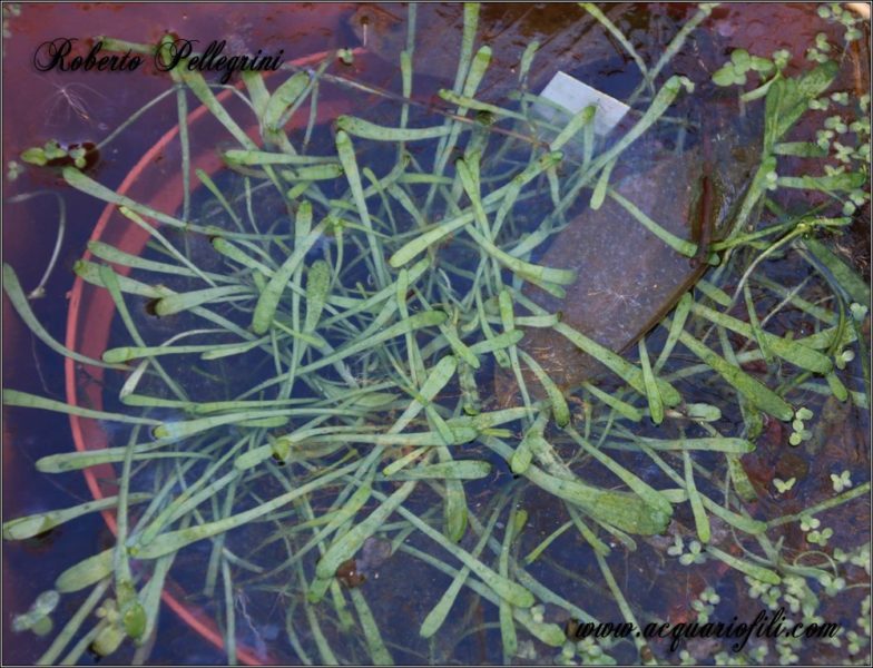 Lilaeopsis carolinensis2