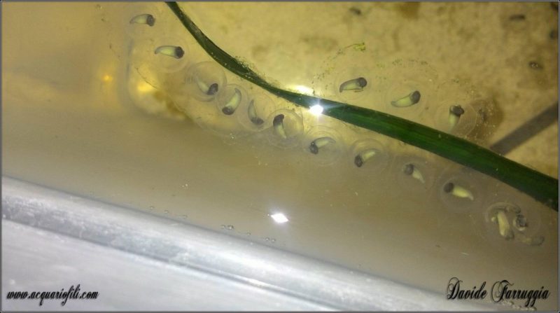 Axolotl ambystoma mexicanum