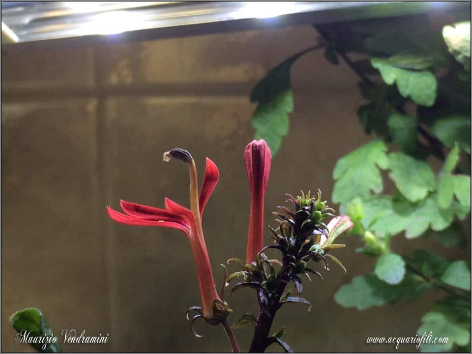 Lobelia Cardinalis mini fiore