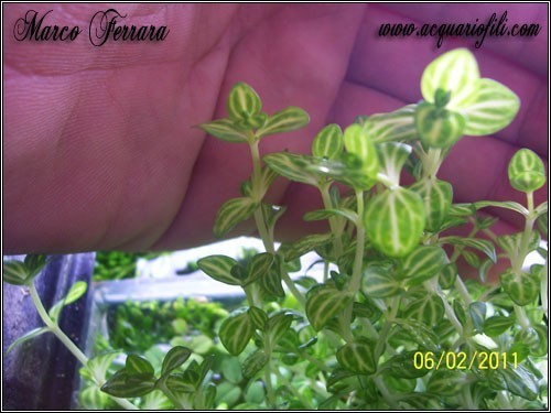 lindernia rotundifolia variegated emersa