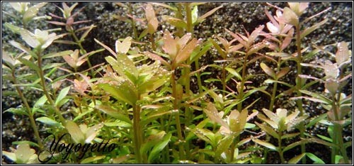 rotala rotundifolia (yoyoyetto)500x234
