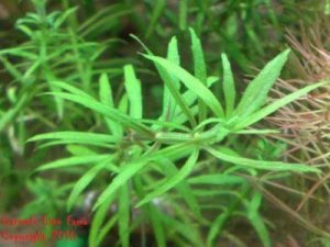 Limnophila sp Vietnam
