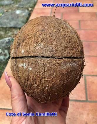 Riparo con noce di cocco